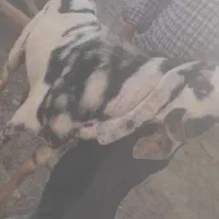 نر بز پنجابی اصل پاکستان