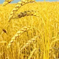 خرید و فروش گندم