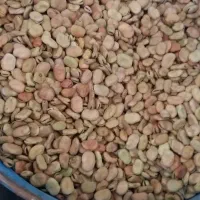 باقلا شاخ بزی نوبر تازه