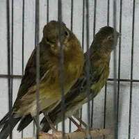 قناری سبز نر دوعدد|پرنده|بندر انزلی, آذربایجان|دیوار