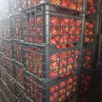 گوجه فرنگی کیلیوی15000هزار تومان|خوردنی و آشامیدنی|مشهد, خواجه ربیع|دیوار