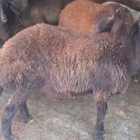 بره نر و ماده گوسفندپرواری|حیوانات مزرعه|علیآباد کتول, |دیوار