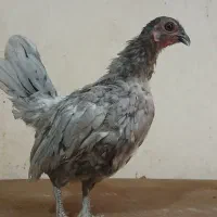 مرغ بلو سوماترا