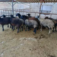 12راس میش شیشک