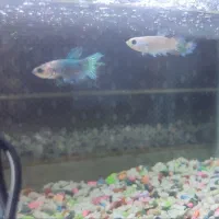 اکواریوم تعویض با دوتا گوپی، فایتر ، سنگ اکواریوم|ماهی|یزد, |دیوار