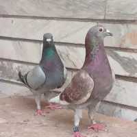 کبوتر|پرنده|اهواز, فاز ۲ پادادشهر|دیوار
