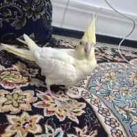 عروس|پرنده|قم, نیروگاه|دیوار
