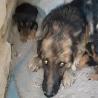 توله دوبرمن نر وماده|سگ|باغ حلی, |دیوار