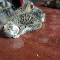 بچه گربه