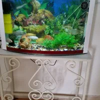 آکواریوم همراه با میز و تجهیزات کامل