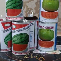 نهال هندوانه میکادو