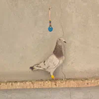 کبوتر ماده و چپ|پرنده|قزوین, |دیوار