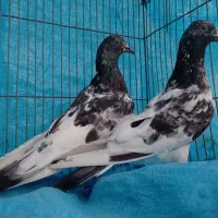 3عدد کبوتر پاکستانی فروشی یکجا
