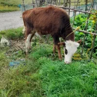 لیشه ماستی|حیوانات مزرعه|کوچصفهان, |دیوار