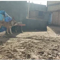 سگ نر افغان