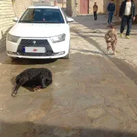 دنا پلاس توربو اوتومات
