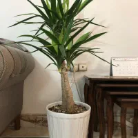 گل یوکا|گل و گیاه طبیعی|مشهد, پورسینا|دیوار
