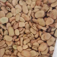 باقلا درجه یک پزا