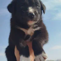 توله نگهبان