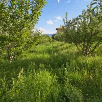 750متر باغ زیبا برای تفریحات شما
