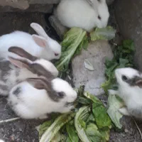 خرگوش