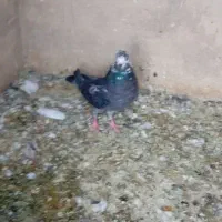 فروش ۲عددسینه ماده ۱عددقهوه ای دورگ ماده با۲تاکوهک|پرنده|فسا, |دیوار