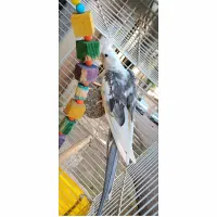 عروس هلندی در همه رنگ نر وماده.سخنگو و رام موجوده