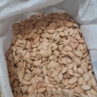 تخمه‌کدو‌تازه‌وپر‌خوشمزه|خوردنی و آشامیدنی|بروجرد, |دیوار