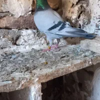 ۱۲ تا کبوتر پرشی