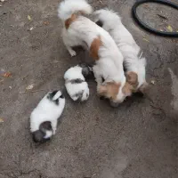 اسپیز|سگ|صحنه, |دیوار