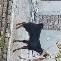 بز فروشی|حیوانات مزرعه|سراوان, |دیوار