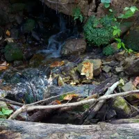 گاوجنگلی اصیل بانرگوساله 4ماهه و2ماه آبست|حیوانات مزرعه|رامیان, |دیوار