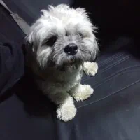 واگذاری شیتزو فلت