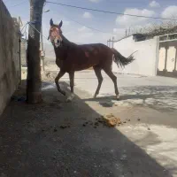 فروش مادیون|اسب و تجهیزات اسب‌سواری|سیلاخور, |دیوار