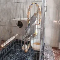 یک جفت عروس هلندی جوان