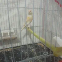 قناری جفت|پرنده|تربت‌حیدریه, طالقانی|دیوار