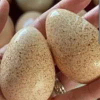 تخم بوقلمون بیوتی، نطفه دار