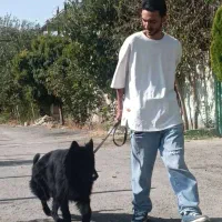 سگ ژرمن بلک سگ نگهبان و گارد|سگ|مشهد, سجاد شهر|دیوار