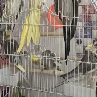 عروس هلندی|پرنده|لاهیجان, گلستان|دیوار