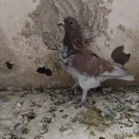 کفتر تهرانی پرشی و کینگ|پرنده|کرج, شهرک بنفشه|دیوار