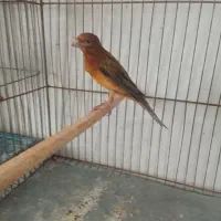 قناری خانگی مست مادگیر و دهن زن ماد اماد