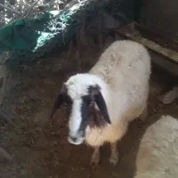 یک عدد گوسفند چاق