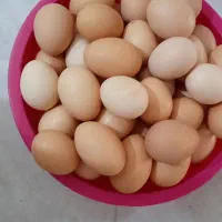 تخم مرغ محلی