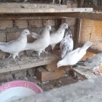 کبوتر گمشده