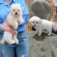 فروش دو‌ عدد سگ خونگی از نژاد مالتیپو و پودل