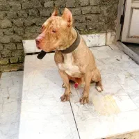 گمشده|حیوانات|گرگان, |دیوار