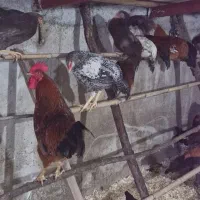 مرغ و خروس،اردک اسرائیلی ،بوقلمون کاج لاوسون|حیوانات مزرعه|چالوس, |دیوار