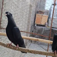 کبوتر|پرنده|ملکان, |دیوار