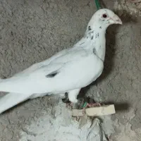 10تا آنتیک
