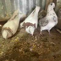 طوقی|پرنده|کاشان, لتحر|دیوار